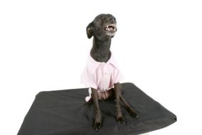 dog black dog pet pet clothes mutt