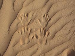 cute footprints in the desert sand.