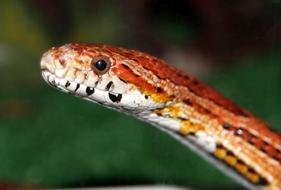 orange headsnake