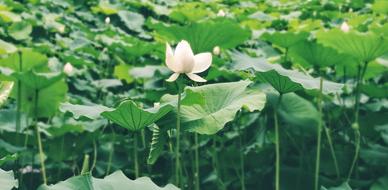 green tea leaves and a white flower