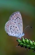 Butterfly Animal on plant