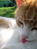 Portrait of the beautiful and cute, ginger and white cat licking fur