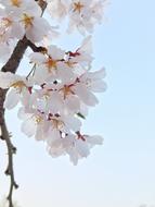 beautiful spring flowers by the blue sky.