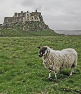 Lindisfarne Castle