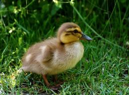 Close-up of the cute, colorful and beautiful, fluffy chick on the green grass