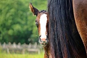 a little horse near its mother