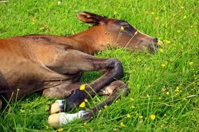 the teleonoke is lying on the grass