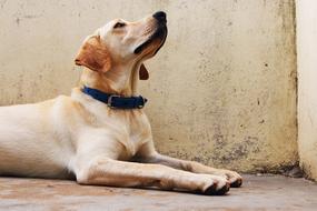 Dog Labrador as a Pet