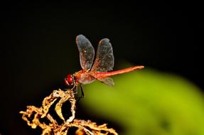 Close-up of the colorful and beautiful dragonfly, at blurred background