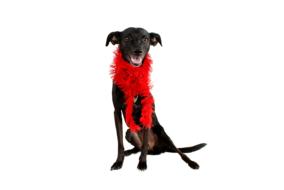 Beautiful and cute, black and brown dog in red decoration, at white background, clipart