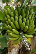 Tropical fruits on a tree