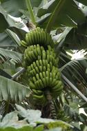 tree with green bananas