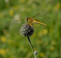 macro picture of Dragonfly at Nature