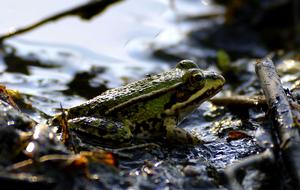 Frog at Mud Pools