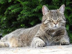 gray cat sleeping under a tree close-up