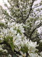 white flowers on the trees