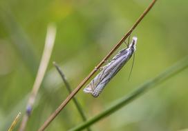 Spotted Moth Ypsolopha in a blurred background