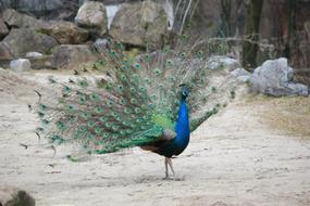 Peacock Bird Animal