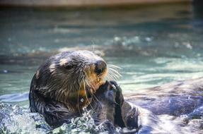 wild Otter Animal at water
