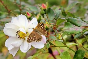 brown butterfly on a flowering bush in a blurred background