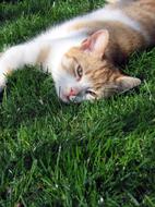 Cat Tomcat on Grass