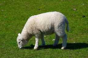 fluffy sheep with green meadow