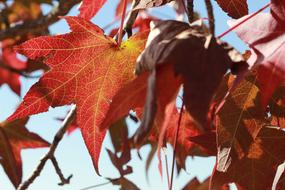 yellow orange leaves on the tree