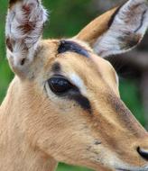 deer head with an eye