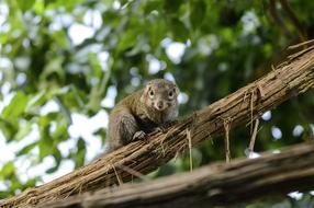 Beautiful and cute Tupaia Belangeri on the wood