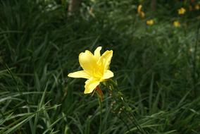 yellow one-legged flower in the grass