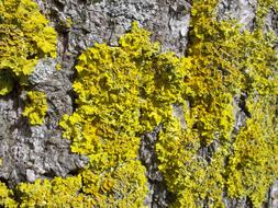 yellow moss on the rocks is beautiful