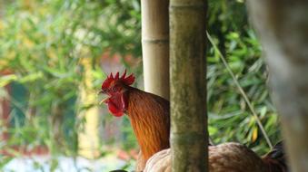 a rooster alone in the trees