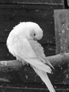 Parakeets Birds Parakeet