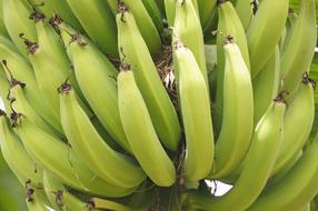 tasty banana lots of green