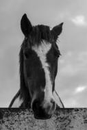 Horse Animal on Farm