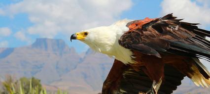 Fish Eagle Bird Birds Of