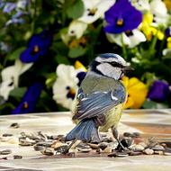 Tit Blue Bird at garden