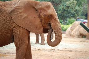 Elephant Head Trunk in wildlife