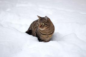 Cat Snow Winter