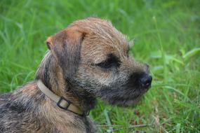 portrait of Dog Puppy Race