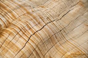 Abstract Brown wood texture