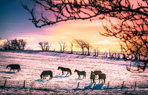 Horses Winter Silhouette