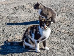 Cats Stray at Street