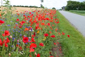 Roadside Flowers Denmark