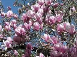 pink flowers foliage tree