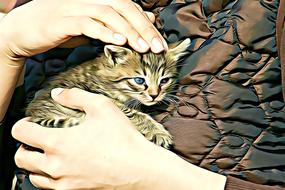 Digital Graphics of Kitten in hands