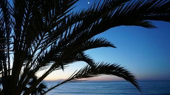 palm trees blue sea light