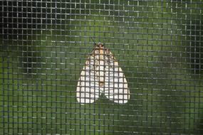 butterfly white lattice