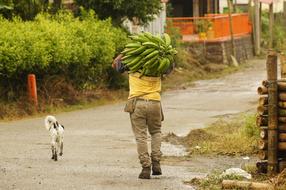 bananas green dog human