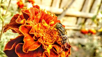 Insect on Red Flowers